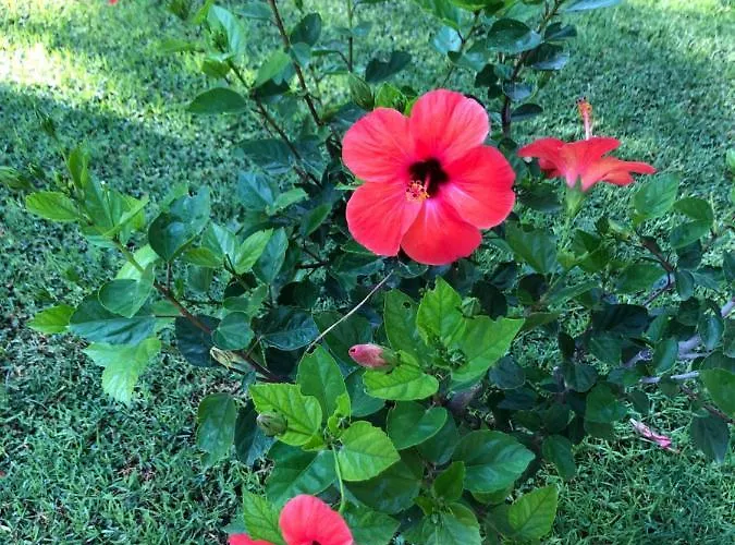 度假居 ανεμπόδιστη θέα με κήπο και πισίνα 圣塞多罗伊